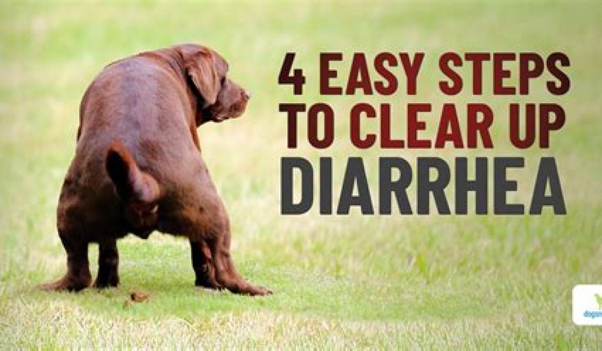 How To Stop Dog Diarrhea