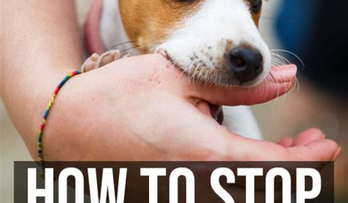 How To Stop A Puppy From Biting